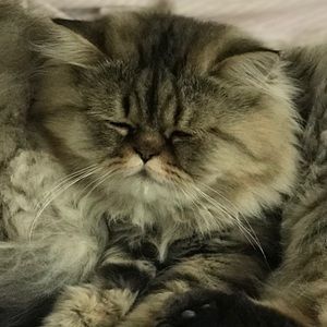 Meet your Posher, Nancy